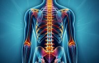 La columna vertebral.